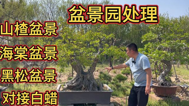 山东农村80岁老汉不一般,把山上挖的杂木作成盆景,一样成就经典