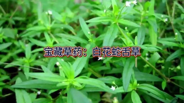 宝藏草药:白花蛇舌草