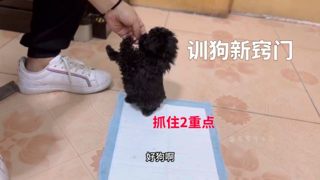 训练狗狗新窍门?把握住这两点不听你的都难,2个月灰泰迪成功了