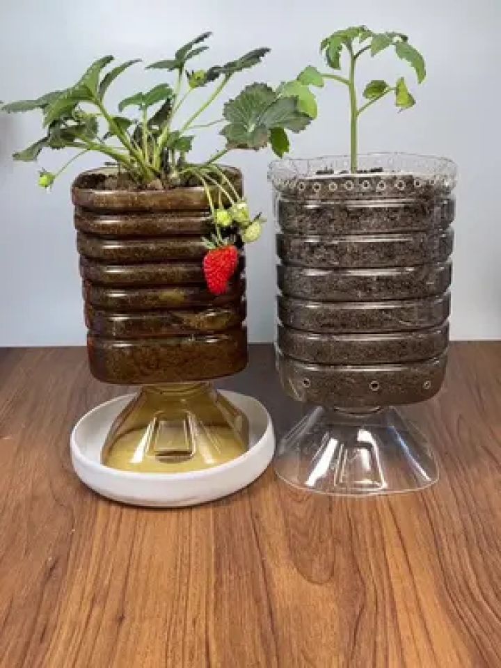 废旧塑料瓶做花盆种花种菜都方便#自制花盆 #手工 #变废为宝 #手工