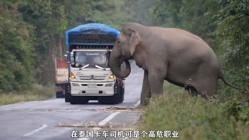 大象摇身一变马路刺客，众多卡车司机瑟瑟发抖，把聪明玩了淋漓精致！