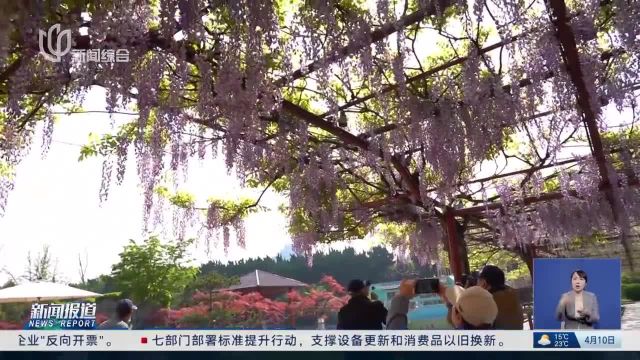 嘉定紫藤园:今天迎来盛花期 吸引市民游客打卡