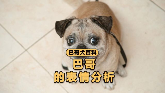 巴哥这些脸部表情,你能看懂多少?