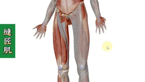 【缝匠肌】3d解剖——大腿内侧痛,不能穿袜子!