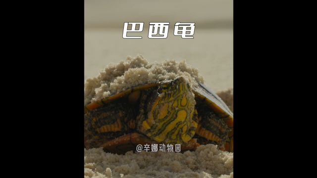 生活在沙漠里的巴西龟,神奇的存在