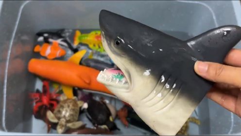 通过玩具认识鲨鱼叶海龙等海洋动物