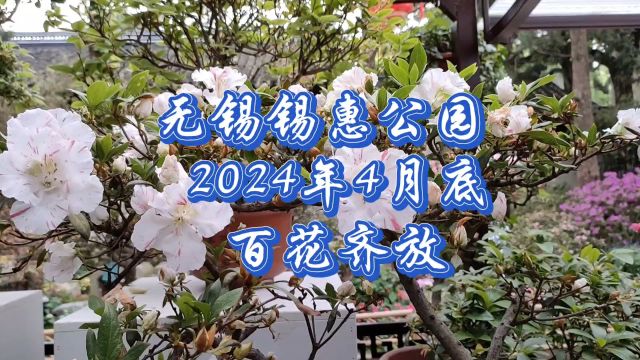 无锡锡惠公园,2024年4月底,百花齐放