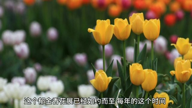 郑州人民公园的郁金香花展已如约而至,品种繁多,争奇斗艳,无处不在散发着无穷的魅力