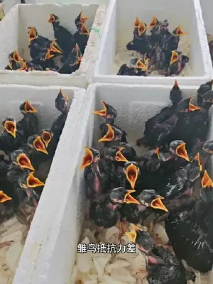 养鸟经验分享 #八哥雏鸟