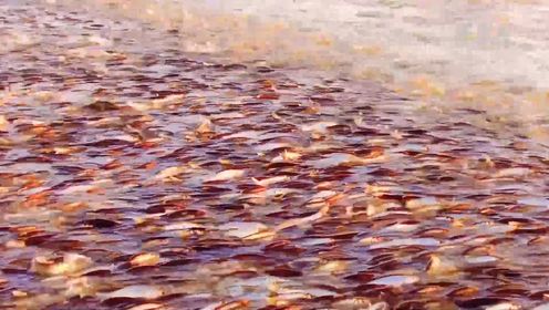 达里湖华子鱼洄游 “力争上游”展示生命奇迹
