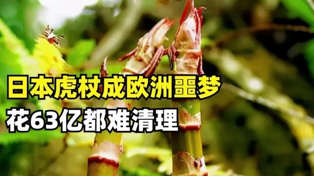 日本虎杖成欧洲噩梦,英国花63亿都难清理,为什么被我国当成宝