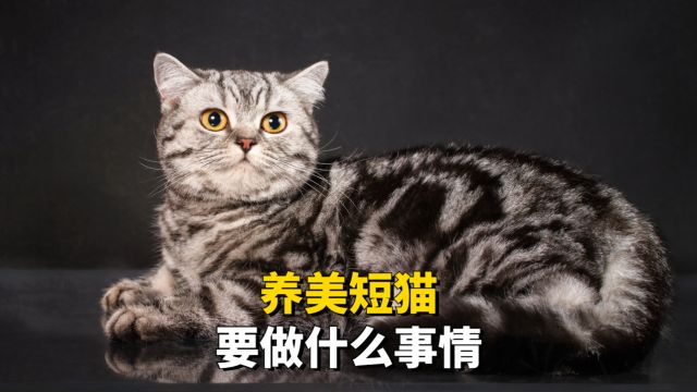 养美短猫,有什么事情要做