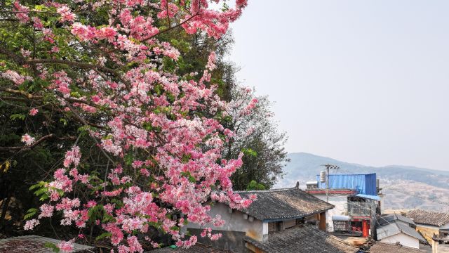 千城胜景丨云南普洱墨江:节荚决明花染粉了春天