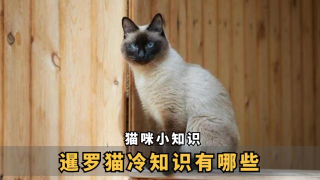 暹罗猫冷知识,有哪些