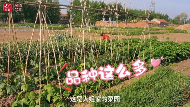 立夏前后,农家菜园啥样子?带你去看看