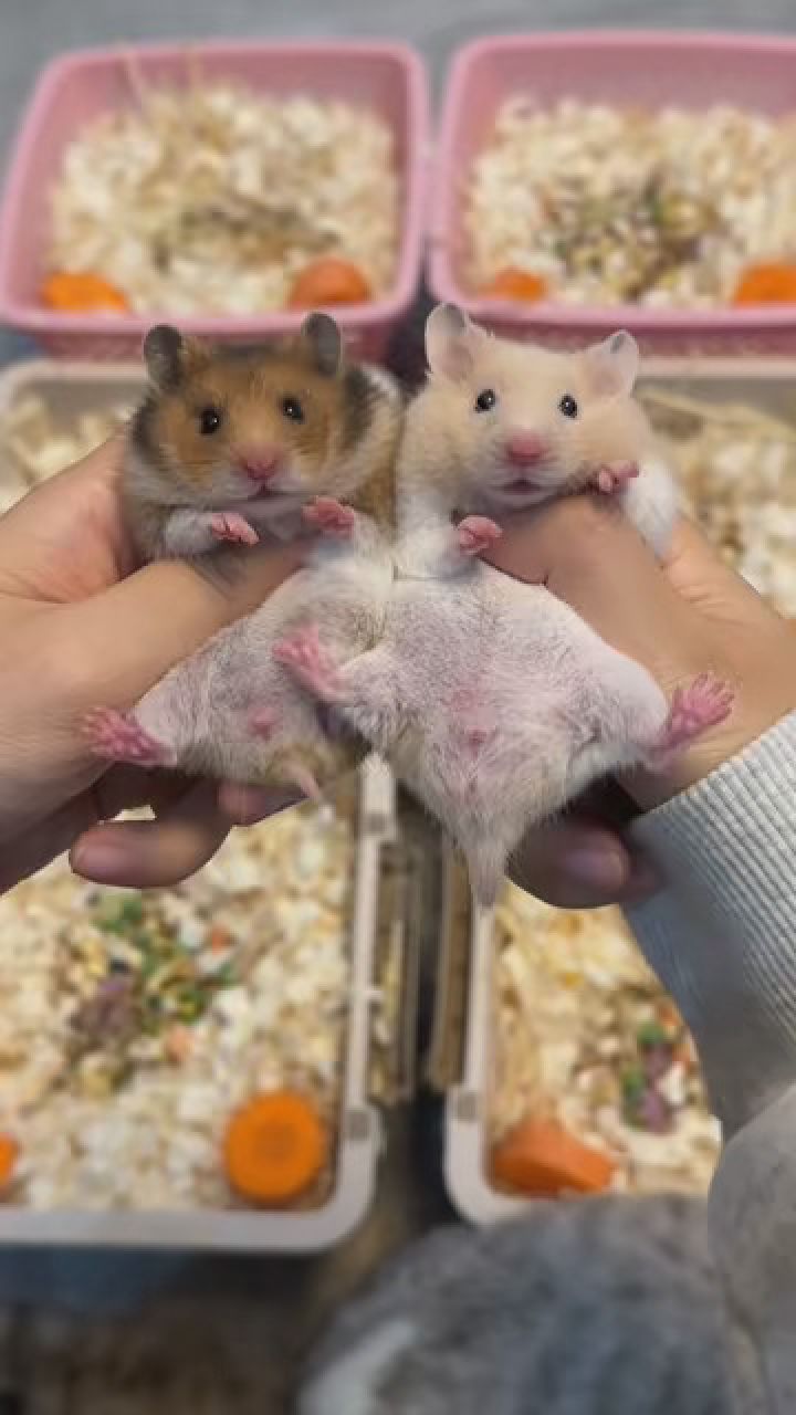 打包视频来咯 #金丝熊 #仓鼠