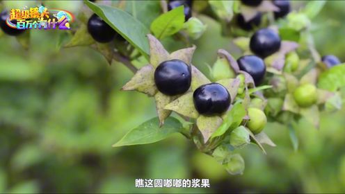 超级镜头:寻找奇怪的植物——为什么颠茄让人闻风丧胆_高清1080P在线观看平台_腾讯视频