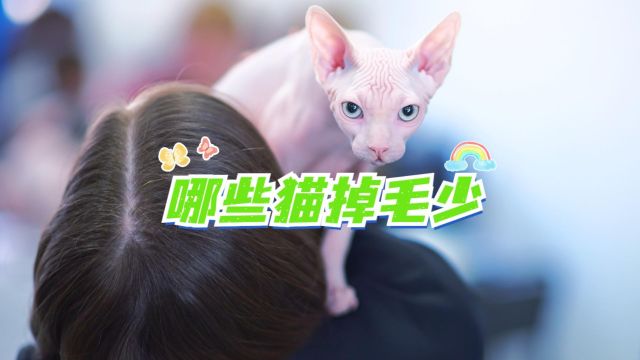 哪些猫掉毛少?有没有你喜欢的