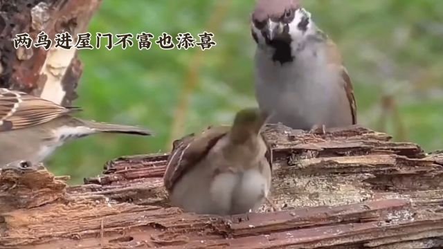 老话说:“两鸟进屋门,不富也添喜”,是指哪两种鸟?你家有吗?