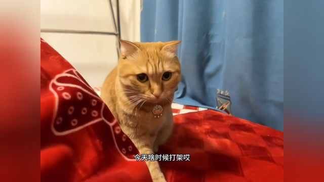 佐伊:到底是亲妈还是后妈!?#猫咪的迷惑行为 #大橘 #当你有只戏精小猫.mp4