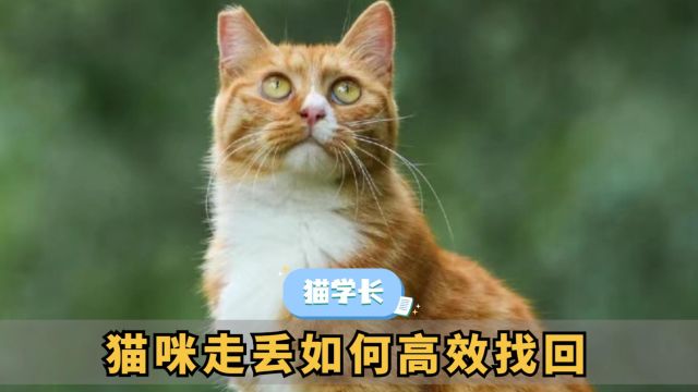 猫咪不小心走丢,试试用这些方法找回!