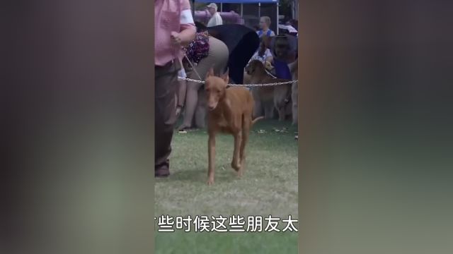 6种昂贵的狗狗,长得跟大熊猫一样,这是什么品种的狗?