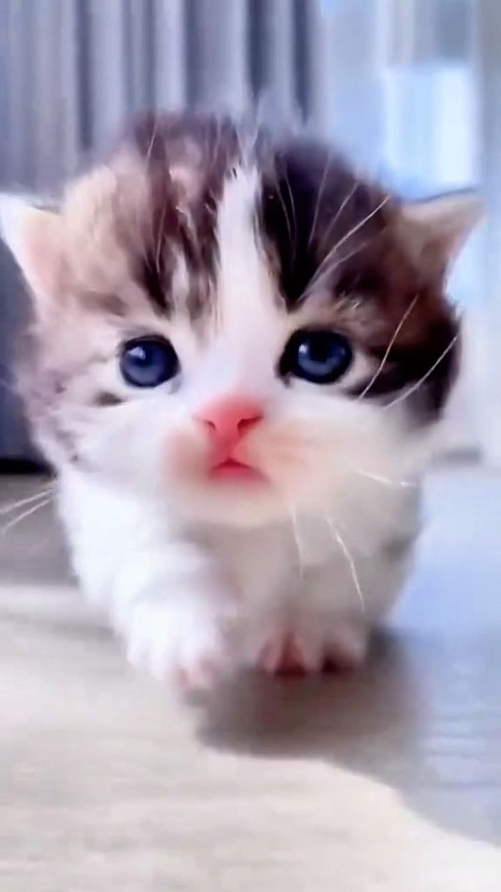 小奶猫奶凶奶凶的也太可爱了吧
