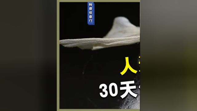 人类创造出的新物种 30天便能长大1万倍 既能吐蛛丝又有医用价值#蚕 #昆虫 #动物科普 #好奇昆虫