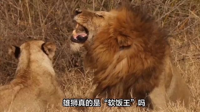 雄狮真的是“软饭王”吗?为什么当上首领后就很少狩猎了?01#狮子