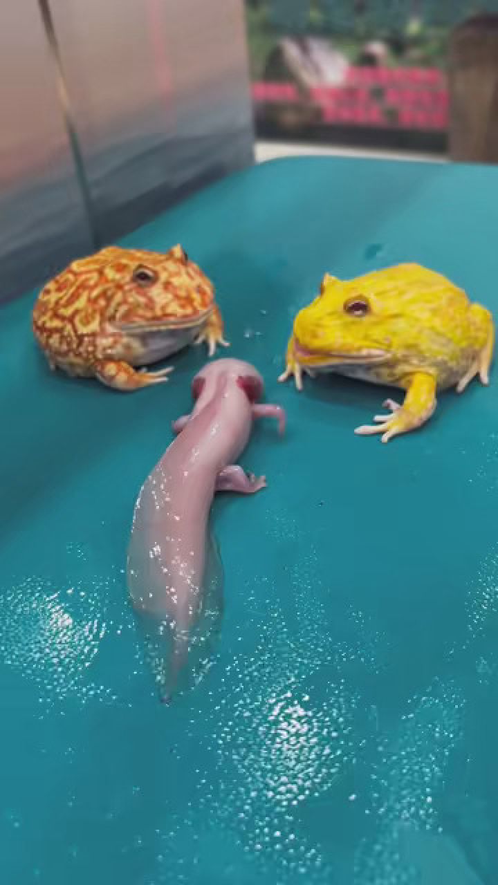 角蛙专治各种不服的…… #年轻人养宠图鉴 #萌宠花式贺新春 #神奇动物