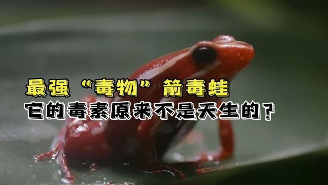 箭毒蛙的毒素原来不是天生的?揭秘生物界的制毒大师