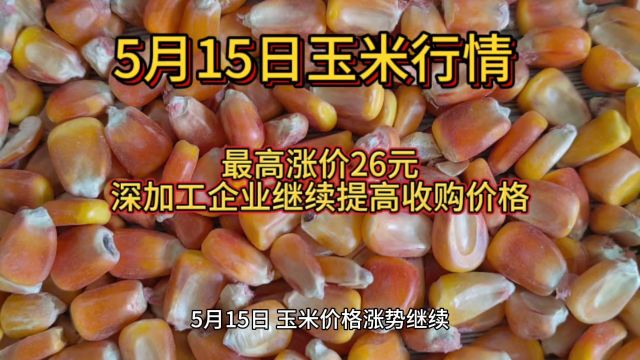 5月15日玉米行情:最高涨价26元,深加工企业继续提高收购价格