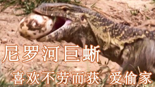 尼罗河巨蜥：动物界的“窃贼王子”，偷家小能手