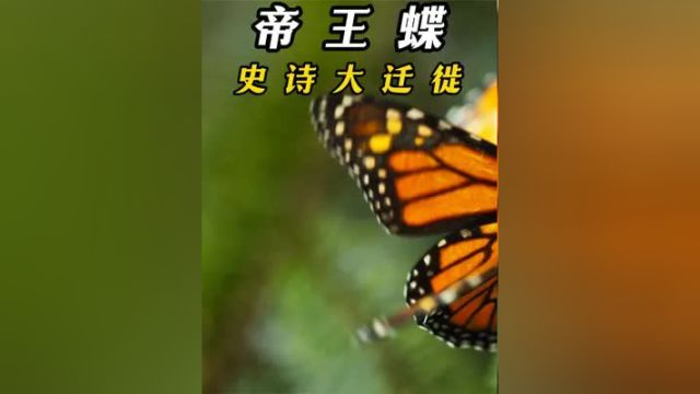 黑脉金斑蝶为度过冬季向南迁徙 #神奇动物 #动物科普 #纪录片