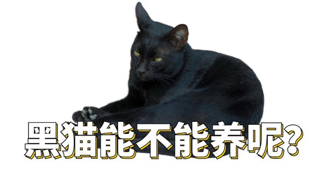 揭秘:究竟黑猫能不能养?