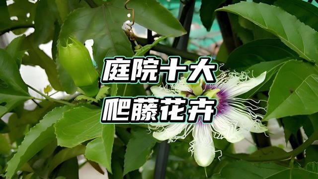 绿意盎然:打造梦幻庭院的十大爬藤花卉秘籍