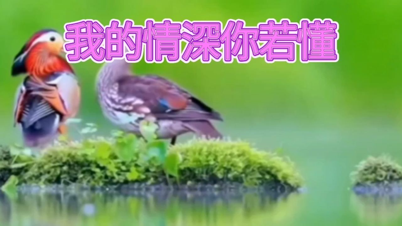 我的情深你若懂 感谢各位朋友们的支持和关注