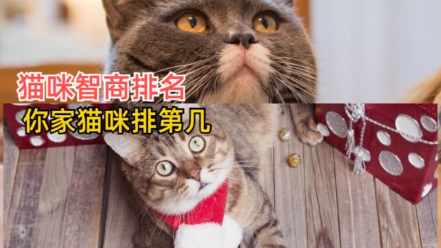 猫咪智商排名,你家猫咪排第几