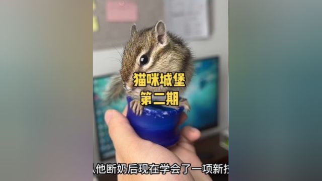 打造猫咪城堡第二期来啦