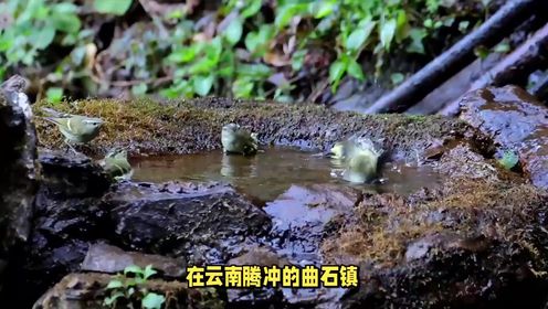 云南腾冲有个“失魂塘”，动物一靠近它就会死去，到底怎么回事？