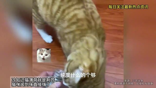 原来猫薄荷就是荆芥?猫咪闻到味直接嗨了