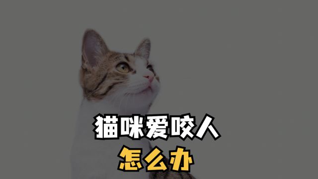 猫咪爱咬人怎么办,看完就清楚