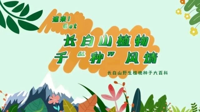 探秘!长白山植物千“种”风情~黄花落叶松