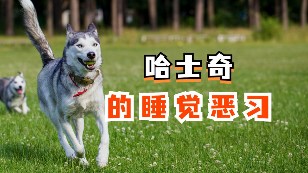 哈士奇睡觉的恶习.真是一个,比一个6!