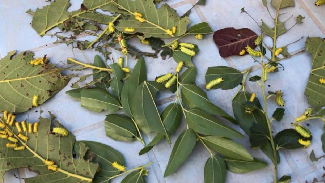 这段时间一定要注意这种虫子,我们叫它糖宝,蜇人可痛了