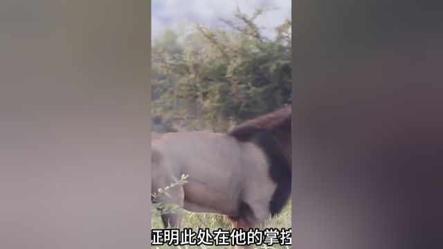 两头雄狮组成的狮王联盟正在领地巡视,中途不断留下标记宣示主权#神奇动物 #野生动物零距离