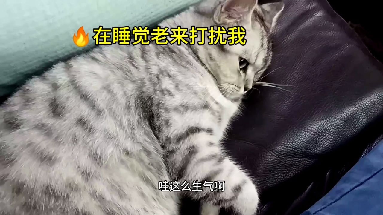 睡着了被打扰醒,它会怎样