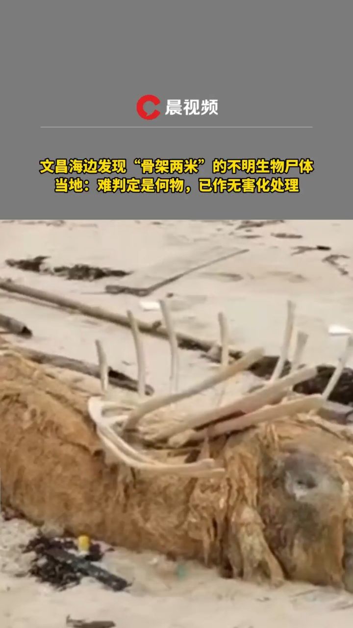 文昌海边发现不明生物尸体,当地:难判定是何物,已作无害化处理