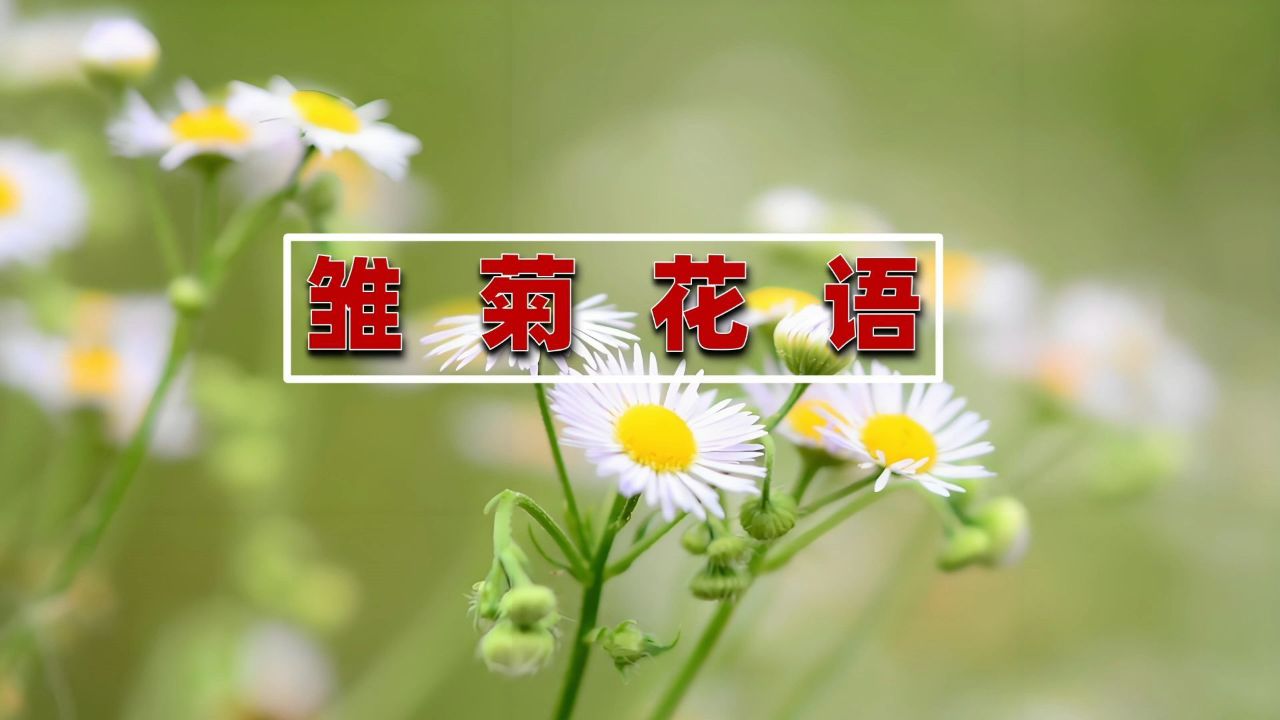 浪漫花语:发现雏菊的秘密爱恋与幸福象征