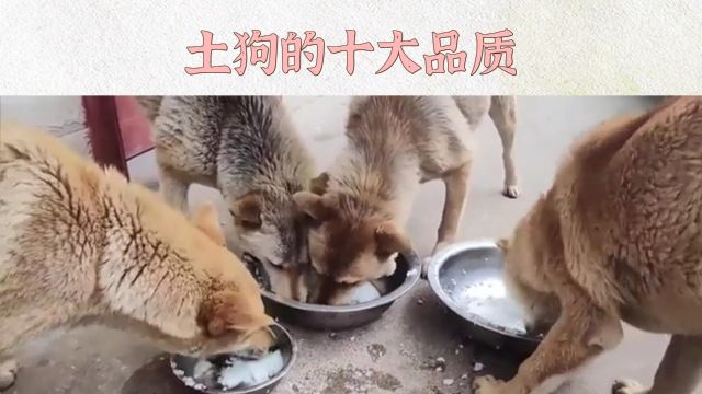 土狗的十大品质